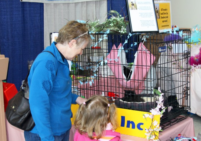 Kittens at the Convention Center